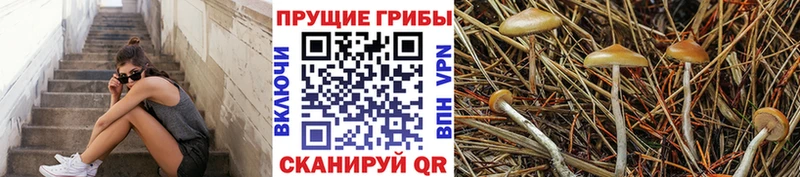 где купить Иннополис Галлюциногенные грибы MAGIC MUSHROOMS